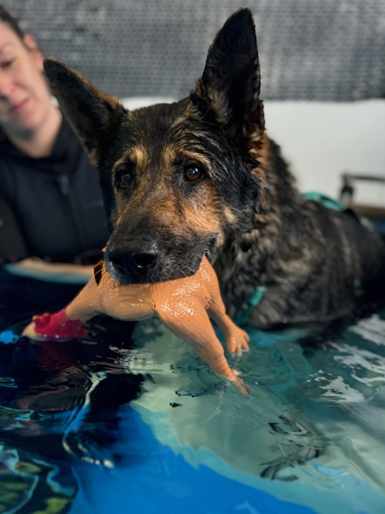 Image from Jack’s Owner, Liz Bewley